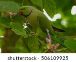 Red Neck Parakeet
