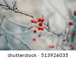 the frozen branches of a mountain ash