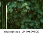 Sparkling spider web in the...
