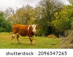 Small photo of View of a cow, on a winter day. Adir mountain, Upper Galilee, Northern Israel