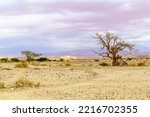 Small photo of Winter view of desert landscape, and dry acacia trees. The northern Arava valley, southern Israel