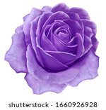 Purple flower rose  on a white...