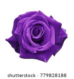 Velvet purple rose on a white...