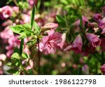 Rhododendron Obtusum 'rosebud'...