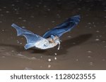 bat flying drinking