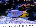 Sohal Surgeonfish  Acanthurus...