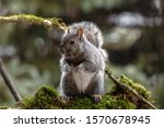 Eastern Gray Squirrel  Known As ...