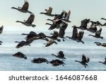  Flock Of Canadian Geese...