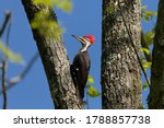 The Pileated Woodpecker.the...