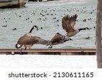 Canadian Geese Take Off On The...