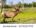 Small photo of The elk (Cervus canadensis), also known as the wapiti, a large elk - wapiti with huge antlers in velvet