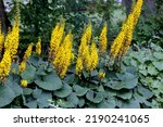 Small photo of The Rocket Golden Ray (Ligularia stenocephala). The Rocket is a great plant for moist, shady gardens. Blooms In mid-summer, huge bright yellow flower spikes that are fragrant. Favorite for hummingbird