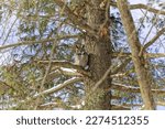  The great horned owl (Bubo virginianus) hidden in the crowns of a tree. Great horned owl in a snowy forest