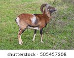 Mouflon  Ovis Gmelini Musimon ...