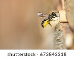 Small Headed Resin Bee ...