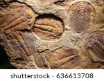 The imprint of the ancient trilobites in a stone. 500 million Year old Trilobite. Trilobites meaning three lobes are a fossil group of extinct marine arachnomorph arthropods, form the class Trilobita.