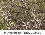 Long White Thorn Tree Branches 