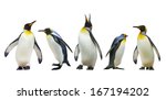 Emperor penguins. isolated on...