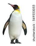 Emperor penguin. isolated on white background