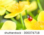 Red Ladybug On Yellow Flower....