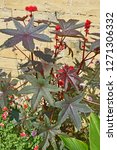 Small photo of Flowering Ricinus communis 'Carmencita' in a flower border of a walled garden