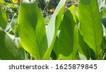 Tropical Canna Lily Leaves That ...