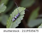 Small photo of Rosalia longicorn (Rosalia alpina) or Alpine longhorn beetle Swabian Jura Germany