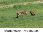 Big European Mouflon On The...