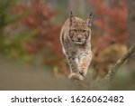 Eurasian Lynx   Lynx Lynx  Walk ...