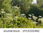 Hogweed Is A Poisonous And...