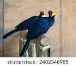 Small photo of Ross's turaco (Tauraco rossae), a bluish-purple African bird.
