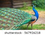 Peacock With Spread Wings In...