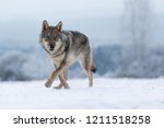 wolf in snow, attractive winter scene with wolf, close to wolf in snow