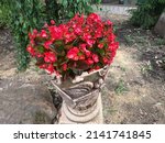 Red Begonia Semperflorens. Wax...