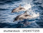 Wild dolphins jumping in the...