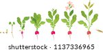 radish life cycle. consecutive... | Shutterstock .eps vector #1137336965