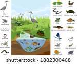 Ecosystem Of Pond With...