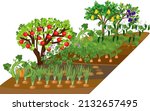 kitchen garden with onion ... | Shutterstock .eps vector #2132657495