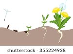 life cycle of dandelion | Shutterstock . vector #355224938
