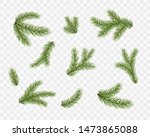 Fir Branches Isolated On...