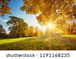 trees with multicolored leaves on the grass in the park. Maple foliage in sunny autumn. Sunlight in early morning in forest