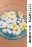 frangipani spa flowers over... | Shutterstock . vector #1022913202