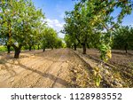 Long alley of almond trees in orchard lit by warm golden sunlight. Selective focus. Copy space.