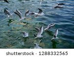 A Flock Of Flying Seagulls At...