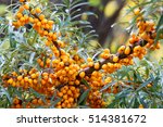 Small photo of Hippophae is a genus of sea buckthorns, deciduous shrubs in the family Elaeagnaceae. It is also referred to as sandthorn, sallowthorn, or seaberry.