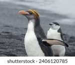 Small photo of A Macaroni penguin on a beach, surrounded by Chinstrap penguins at Baily's Head on Deception Island in Antarctica.