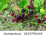Blackberries fruit on the tree in the nature. Slovakia