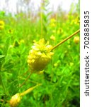 Small photo of flowers of hop clover, Medicago lupulina