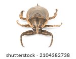 Small photo of Giant water Thai bug or pimp isolated on white background.
