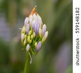 Agapanthus Flower Bud Just...